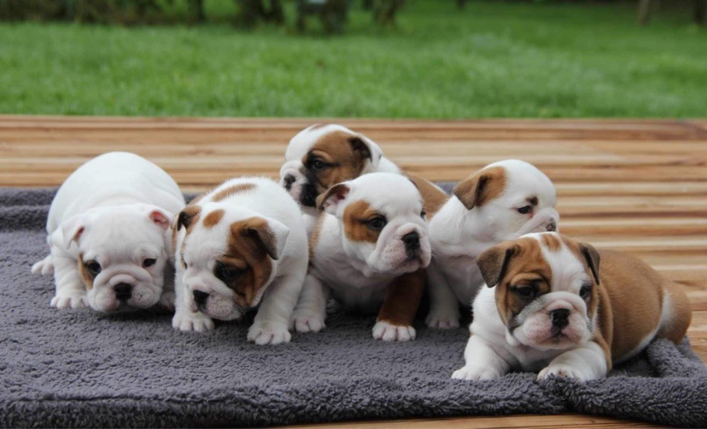 chiot Bulldog Anglais Des Hauts De Keravel